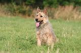BOUVIER DES ARDENNES 395